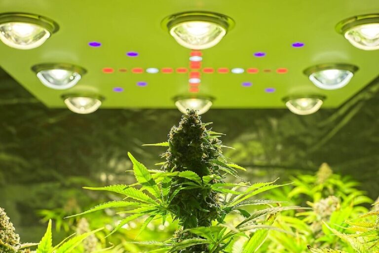 How To Grow Feminized Cannabis Seeds Indoors 2024 Guide G For Games